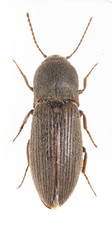 Agriotes mancus
