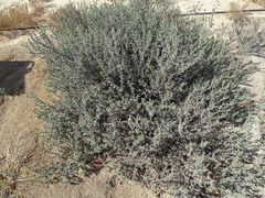 Heliotropium kotschyi