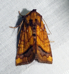 Papaipema leucostigma