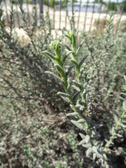 Heliotropium kotschyi