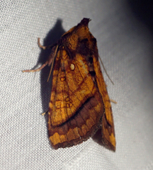 Papaipema leucostigma