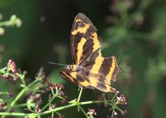 Symbrenthia niphanda