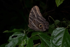 Caligo illioneus