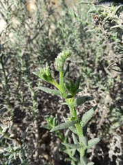 Heliotropium kotschyi