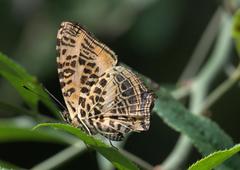 Symbrenthia niphanda