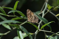 Symbrenthia niphanda