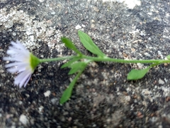 Erigeron karvinskianus