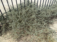 Rhynchosia schimperi