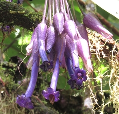 Iochroma calycinum