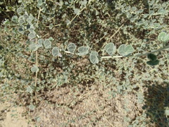 Rhynchosia schimperi