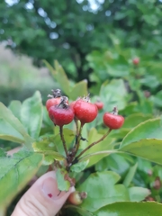 Crataegus monogyna
