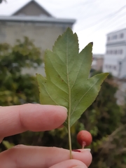 Crataegus monogyna