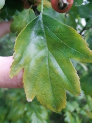 Crataegus monogyna
