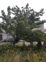 Crataegus monogyna