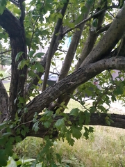 Crataegus monogyna