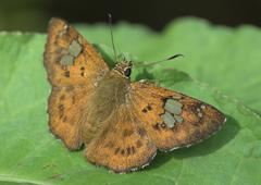Pseudocoladenia dan fatih