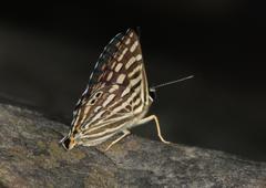 Dodona durga