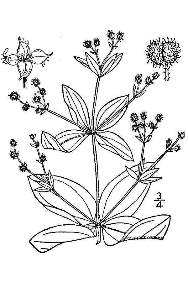 licorice bedstraw (Clay Hill Memorial Forest Plants Feather Creek