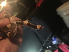 Phyllorhynchus browni