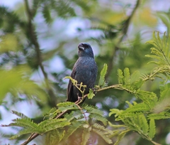 Cyanoloxia glaucocaerulea