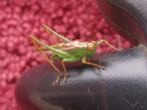 Lesser Pine Katydid photo 3