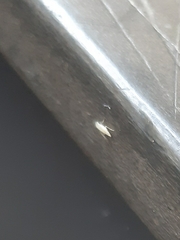 Cicadella viridis