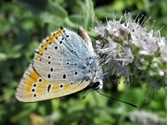 Lycaena dispar