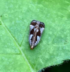 Dichomeris ochripalpella