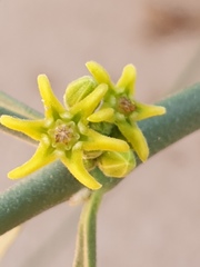 Leptadenia pyrotechnica