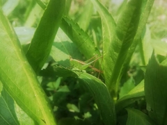 Conocephalus vitticollis