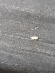 Cicadella viridis