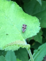Dichomeris ochripalpella