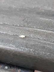 Cicadella viridis