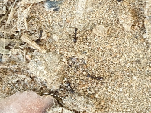 Photo of Longhorn Crazy Ant (Paratrechina longicornis)