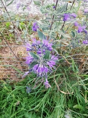 Caryopteris × clandonensis