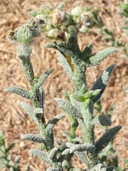 Heliotropium kotschyi