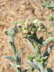 Heliotropium kotschyi