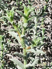 Heliotropium kotschyi