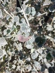 Rhynchosia schimperi