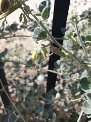 Rhynchosia schimperi