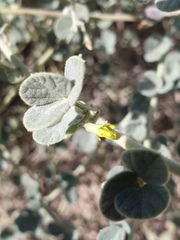 Rhynchosia schimperi