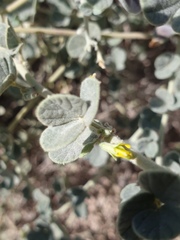 Rhynchosia schimperi