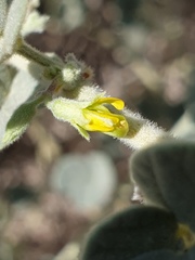 Rhynchosia schimperi