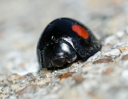 Twice-struck Lady Beetle photo 2