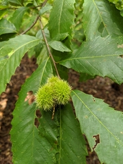Castanea pumila