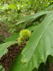 Castanea pumila