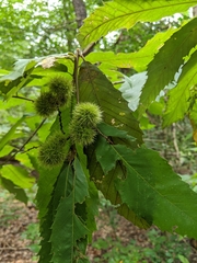 Castanea pumila