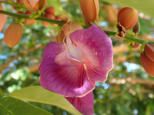 Philippine pigeonwings (Clitoria fairchildiana)