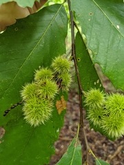 Castanea pumila