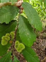 Castanea pumila